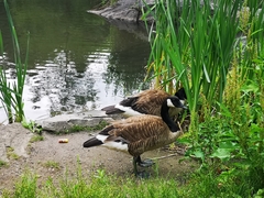 Branta canadensis
