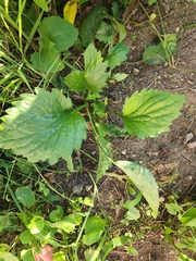 Asteroideae