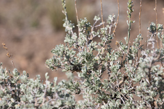 Artemisia rothrockii