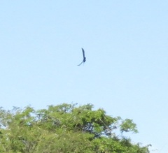 Streptoprocne zonaris