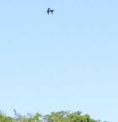 Streptoprocne zonaris