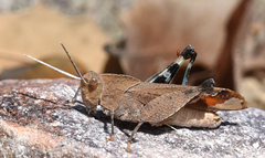 Tomonotus ferruginosus