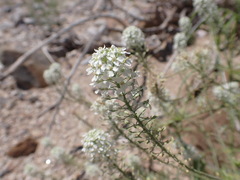 Lepidium thurberi