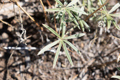 Lupinus caudatus caudatus