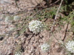 Lepidium thurberi