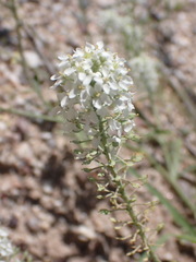 Lepidium thurberi