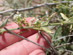 Lepidium thurberi