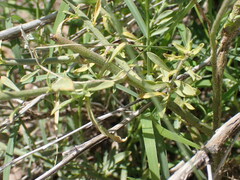 Lepidium thurberi