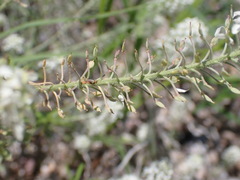 Lepidium thurberi