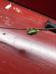 Okanagana viridis