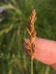 Carex fracta