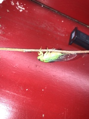 Okanagana viridis