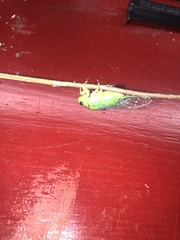 Okanagana viridis