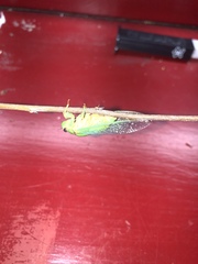 Okanagana viridis