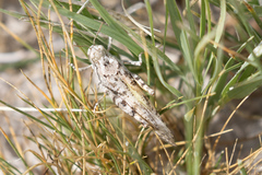 Trimerotropis albescens