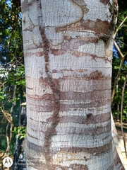 Stryphnodendron pulcherrimum