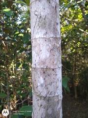 Stryphnodendron pulcherrimum