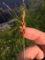 Carex fracta