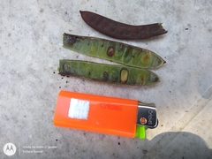 Stryphnodendron pulcherrimum