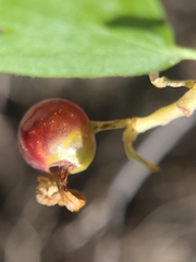 Ribes aureum aureum