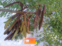 Stryphnodendron pulcherrimum