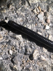 Pachyiulus oenologus