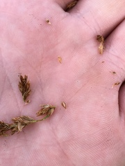 Carex fracta