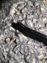 Pachyiulus oenologus