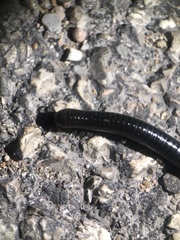 Pachyiulus oenologus