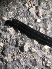 Pachyiulus oenologus