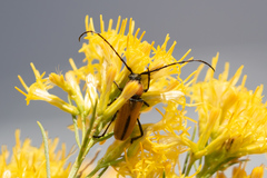 Crossidius coralinus