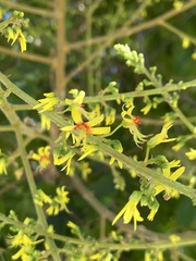 Koelreuteria paniculata