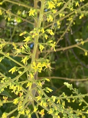 Koelreuteria paniculata