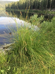 Carex fracta