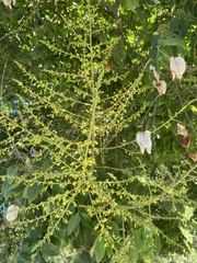 Koelreuteria paniculata