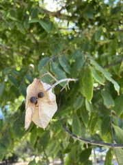 Koelreuteria paniculata