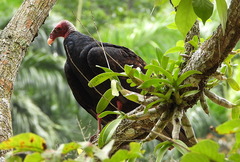 Cathartes aura image