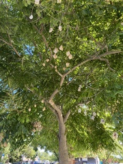 Koelreuteria paniculata