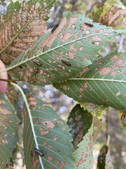 Xanthogaleruca luteola