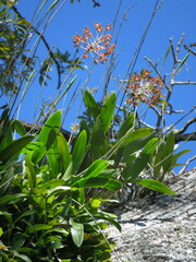 Laelia marginata, photograph (c) Vincent A. Vos, some rights reserved (CC BY)