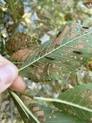 Xanthogaleruca luteola