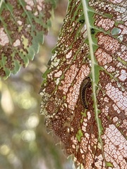 Xanthogaleruca luteola