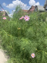 Cosmos bipinnatus