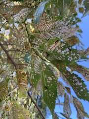 Xanthogaleruca luteola