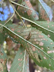 Xanthogaleruca luteola