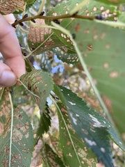 Xanthogaleruca luteola