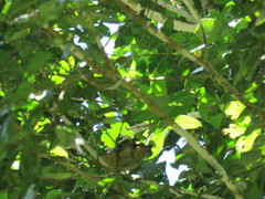 Myrmotherula menetriesii