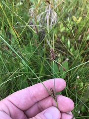 Carex angustata