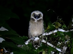 Strix leptogrammica