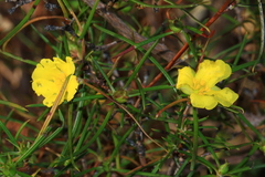 Hibbertia striata